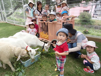 やぎ・羊のふれあい (58).JPG